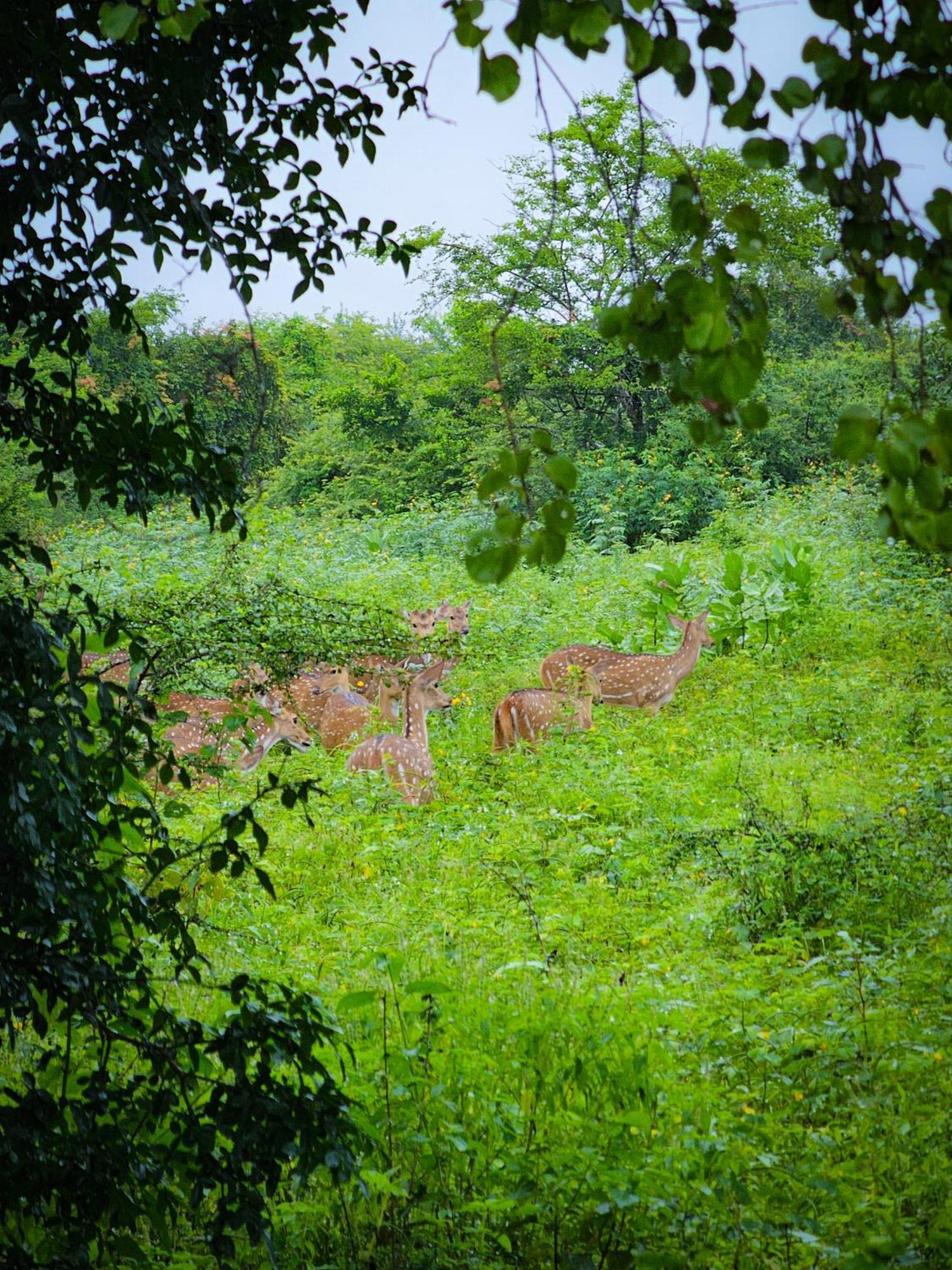 Peacock'S Paradise Safari Hostel Udawalawe Esterno foto